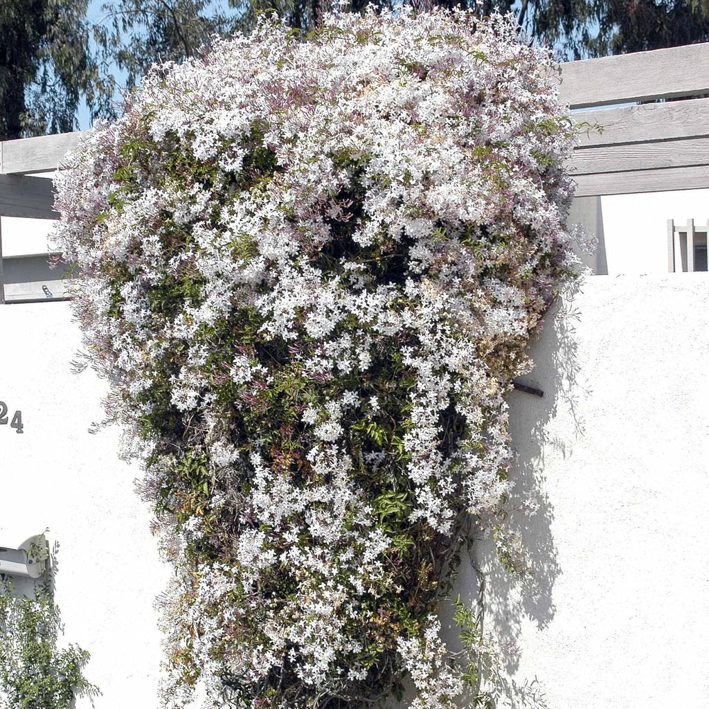 Pink Jasmine Vine - Jasminum Polyanthum - Fragrant & Blooming, Perfect for Indoor/Outdoor Decor (4 Pink jas Cups)