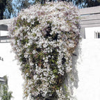 Pink Jasmine Vine - Jasminum Polyanthum - Fragrant & Blooming, Perfect for Indoor/Outdoor Decor (4 Pink jas Cups)