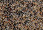 No-Till Cover Crop 13-Seed Mix (1 lb. Bag): [50% Clovers Plus Fenugreek, Vetch, Flax, Cowpeas, Buckwheat, Forage Peas, Millet, Lentils, Crimson Clover, Sweet Yellow, White Clover, Medium Red Clover]