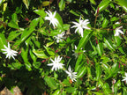 Star Jasmine - 10 Live Plants - Jasminum Nitidum - Fragrant Blooming Evergreen Vine