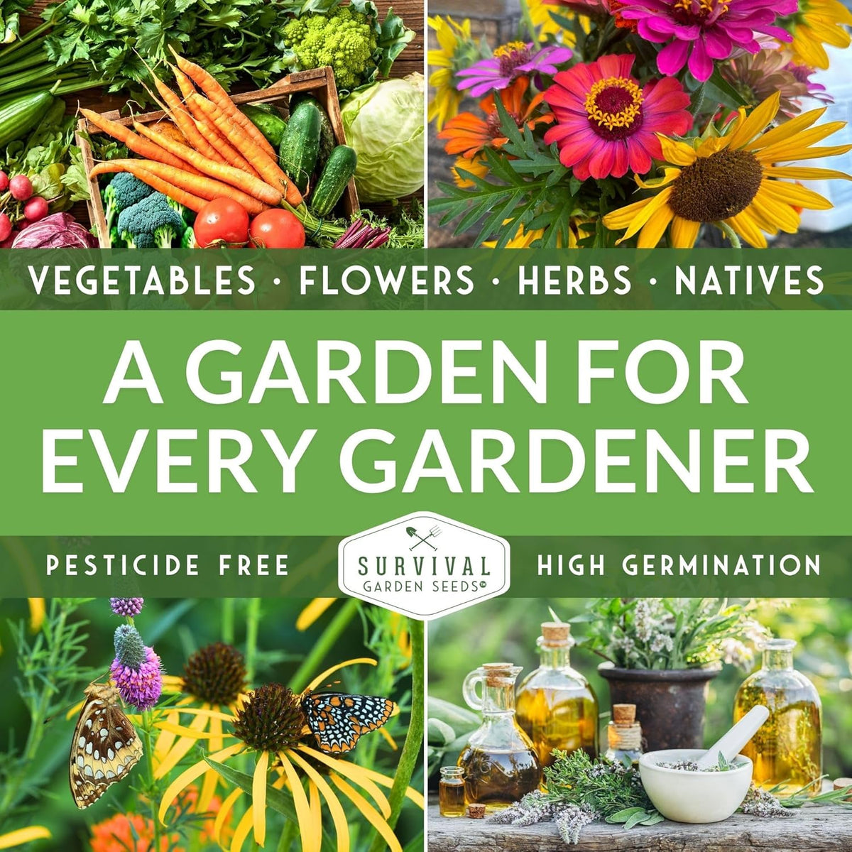 Survival Garden Seeds - Thai Basil Seed for Planting - 2 Packets with Instructions to Plant and Grow Asian Basil Indoors or Outdoors in Your Home Vegetable Garden - Non-GMO Heirloom Variety