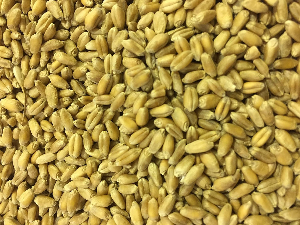 Non-GMO, Thunder Acres Premium Wheat Seed, Cat Grass Seed, Wheatgrass, Hard Red Winter Wheat (2 lbs.)