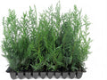 Murray Cypress | 10 Live Plants | Cupressocyparis leylandii 'Murray' | Fast Growing Privacy Trees | Evergreen Plants for Windbreaks