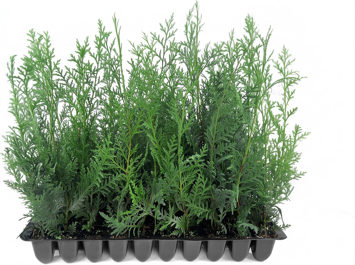 Murray Cypress | 10 Live Plants | Cupressocyparis leylandii 'Murray' | Fast Growing Privacy Trees | Evergreen Plants for Windbreaks