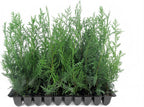 Murray Cypress | 30 Live Plants | Cupressocyparis leylandii 'Murray' | Fast Growing Privacy Trees | Evergreen Plants for Windbreaks