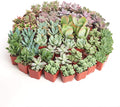 Shop Succulents Assorted Succulent Plant Pack Collection - Live Mini Succulent Plants, Low Maintenance, Mixture of Colors & Textures - Wedding and Party Favors, Gift & Garden, Pack of 40