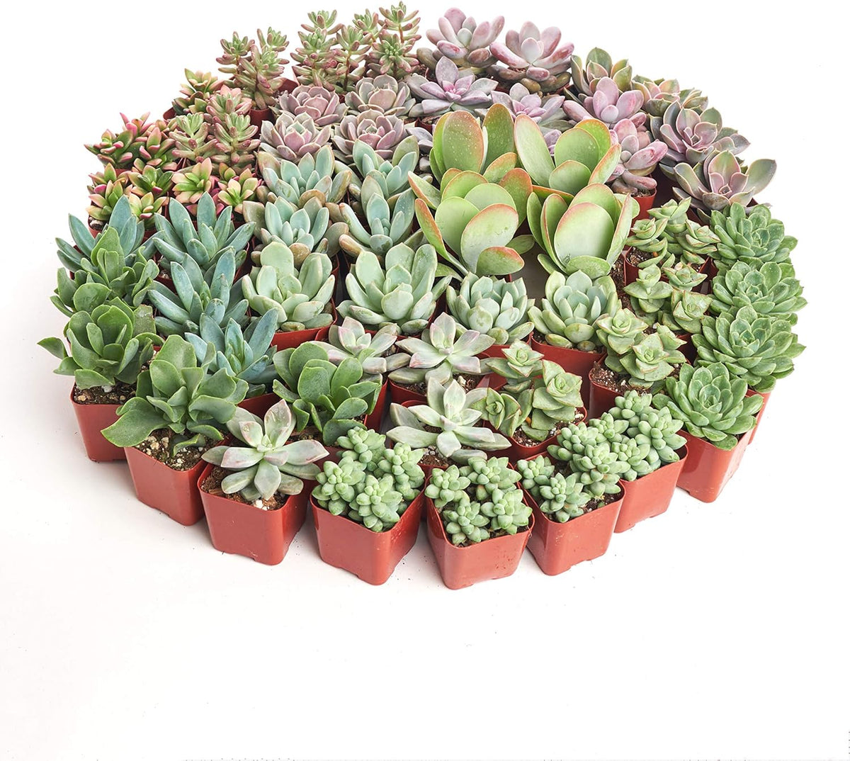 Shop Succulents Assorted Succulent Plant Pack Collection - Live Mini Succulent Plants, Low Maintenance, Mixture of Colors & Textures - Wedding and Party Favors, Gift & Garden, Pack of 40