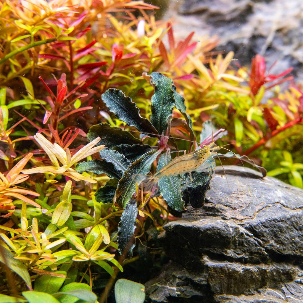 Ultum Nature Systems Live Tissue Culture - Bucephalandra Brownie Phoenix - Easy, Low-Med Light - Dark Green, Red, Purple Accent - Foreground to Midground - 100% Snail Free Grown In-Vitro - Regular Cup
