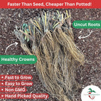 Earliglow Strawberry Plants from Hand Picked Nursery - Easy to Grow June Bearing Variety - Bare Root Strawberry Plants (25)