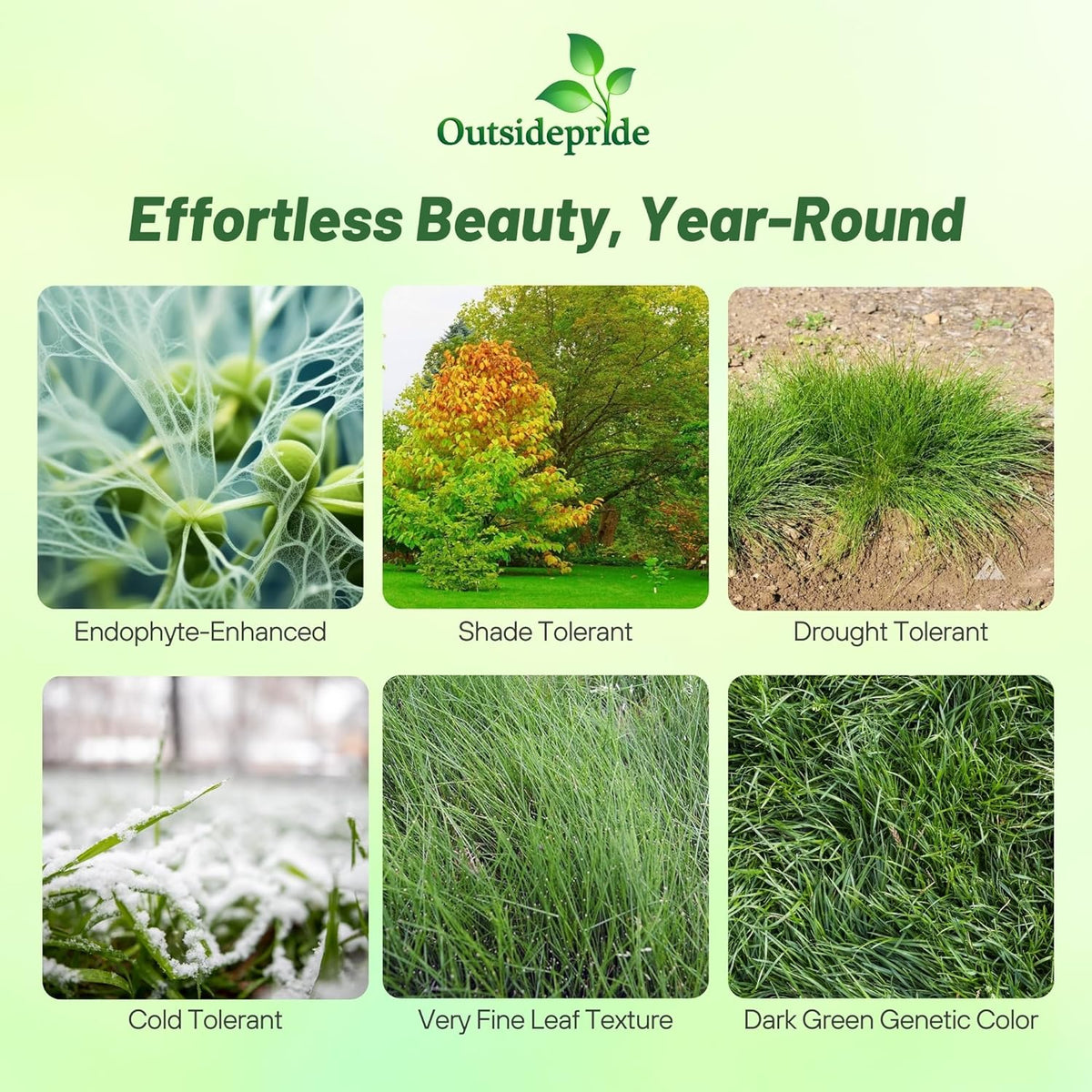 Outsidepride Hard Fine Fescue Grass Seed - 50 lbs. Low-Growing, Drought & Shade-Tolerant, OptiGrowth Coated Seed for Lawn & Turf, Ideal for Low-Maintenance, Dense, & Resilient Green Ground Cover