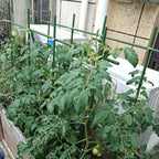 2Feet 24inch Garden Stakes Sturdy Plant Sticks Support Tomato Stakes for Vegetable,Pack of 20