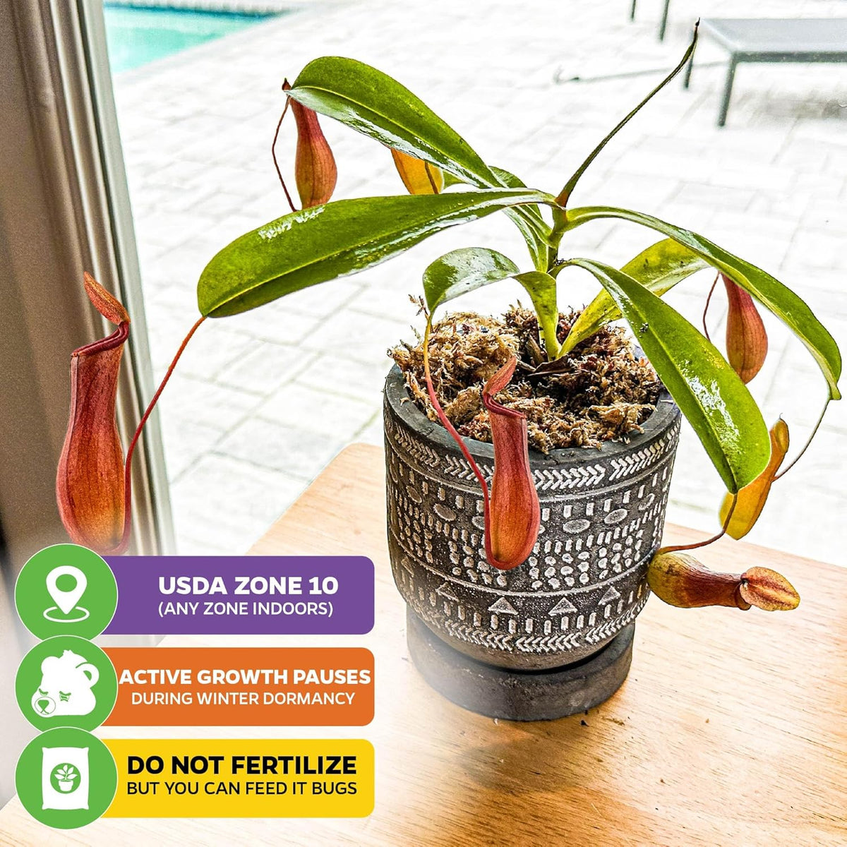 Alata Pitcher Plant - Nepenthes Live Carnivorous Plant by Wellspring Gardens - Easy to Grow Starter Bulbs Great for Nature Lovers & Gardeners - Outdoor & Indoor Aquatic Planting