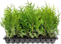 Thuja Green Giant | 50 Live Trees | Thuja standishii x plicata | Fast Growing Privacy Screen | Evergreen Landscape Plants for Borders