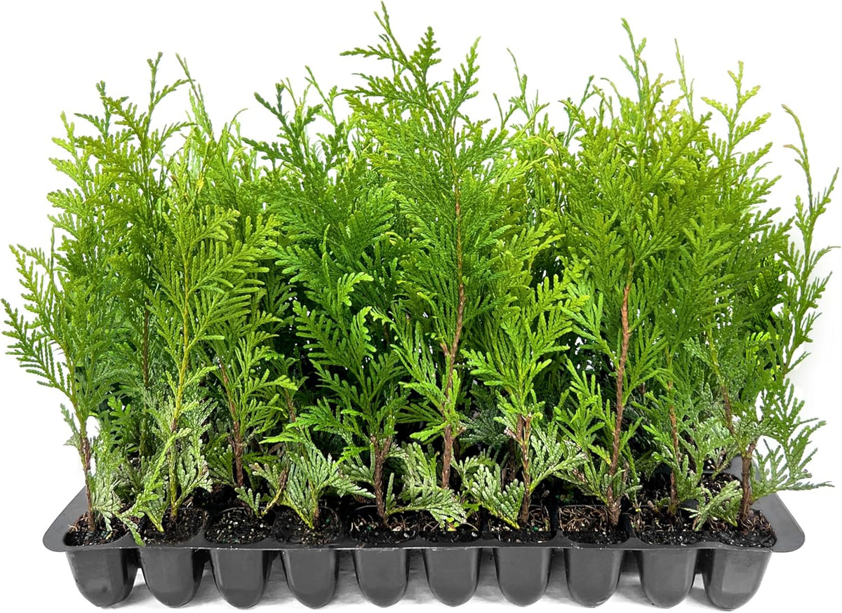 Thuja Green Giant | 50 Live Trees | Thuja standishii x plicata | Fast Growing Privacy Screen | Evergreen Landscape Plants for Borders