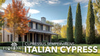 Italian Cypress |30 Live Trees | Cupressus sempervirens | Narrow Evergreen Plants | Tall Privacy Landscaping | Upright Ornamental Outdoor Plant