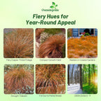 Outsidepride Carex Prairie Fire Ornamental Grass Seed – 400 Pcs. Perennial, Low-Maintenance, Drought-Tolerant Grass Seeds with Low Growing Foliage for Borders, Ground Covers, & Outdoor Living Spaces