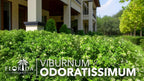 Viburnum Odoratissimum | 20 Live Plants | Viburnum odoratissimum | Fast Growing Privacy Hedge | Evergreen Screening Shrub