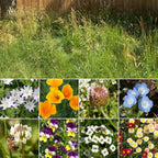 Ferry-Morse Flowering Grass Alternative Mix Bulk Wildflower Seeds, 1lb