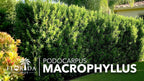 Podocarpus Macrophyllus Japanese Yew | 30 Live Plants | Podocarpus macrophyllus | Privacy Hedge Shrub | Evergreen Landscaping Plants for Gardens & Borders