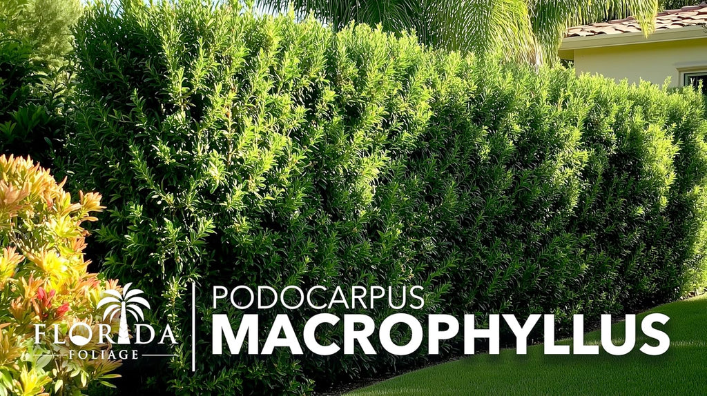 Podocarpus Macrophyllus Japanese Yew | 60 Live Plants | Podocarpus macrophyllus | Privacy Hedge Shrub | Evergreen Landscaping Plants for Gardens & Borders