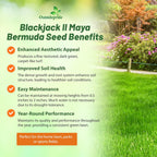 Outsidepride Maya (Blackjack II) Bermuda Grass Seed - 5 lbs Warm Season, Drought Tolerant, Fast Growing, Fine-Textured Bermuda Grass Seeds for Lawn, Parks, Golf Courses & Sports Fields