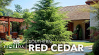 Southern Red Cedar | 3 Live Plants | Juniperus Virginiana Silicicola | Fast Growing Evergreen Hardy Trees