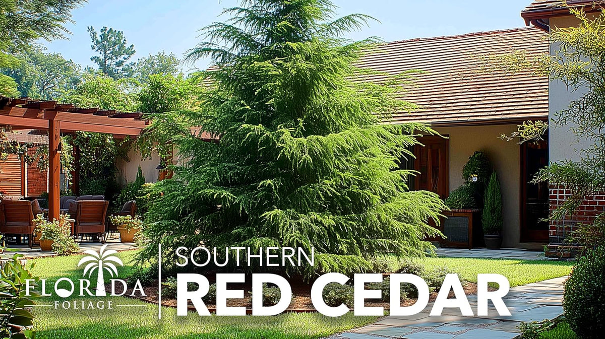 Southern Red Cedar | 3 Live 4 Inch Pots | Juniperus Virginiana Silicicola | Evergreen Privacy Trees | Native Landscape Plants