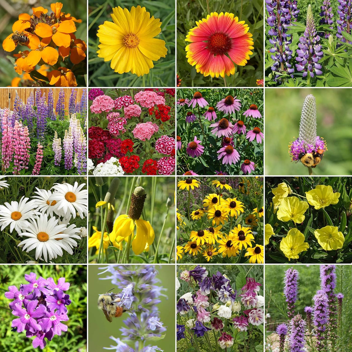 Ferry-Morse Perennial Mix Bulk Wildflower Seeds, 1lb