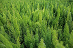 Foxtail Fern Plant - Live Asparagus Fern - 3 Gallon Pot - Overall Height 20" to 24" - Tropical Plants of Florida (Plant Only)