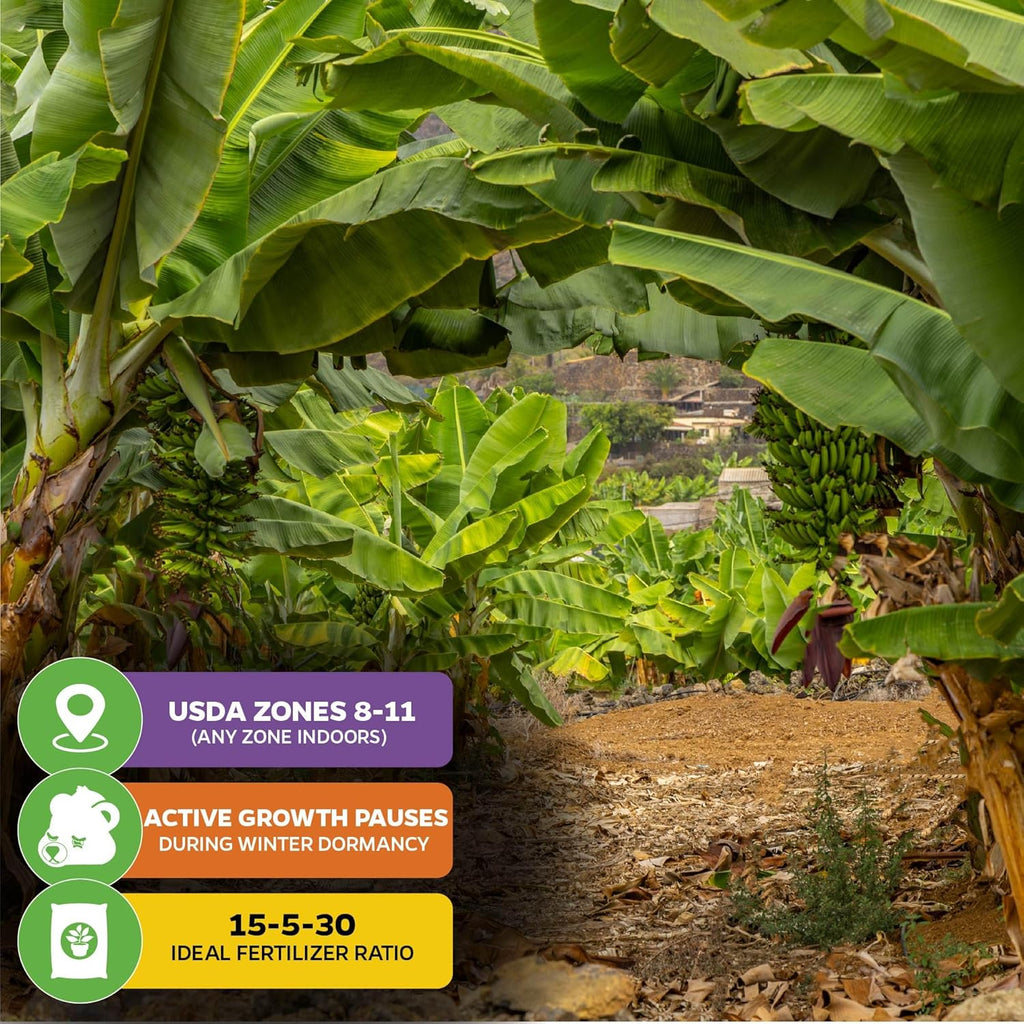 Dwarf Cavendish Banana Plant Live Tree - Musa by Wellspring Gardens – Starter Plant for Indoor and Outdoor Ambiance - Compact Size