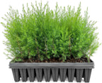 Southern Red Cedar | 30 Live Plants | Juniperus Virginiana Silicicola | Evergreen Privacy Trees | Native Landscape Plants