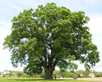 White Oak Tree Seedlings for Planting - 1 Yr Old Seedlings of Quercus alba Tall (1 White Oak Tree) - No Ship to California