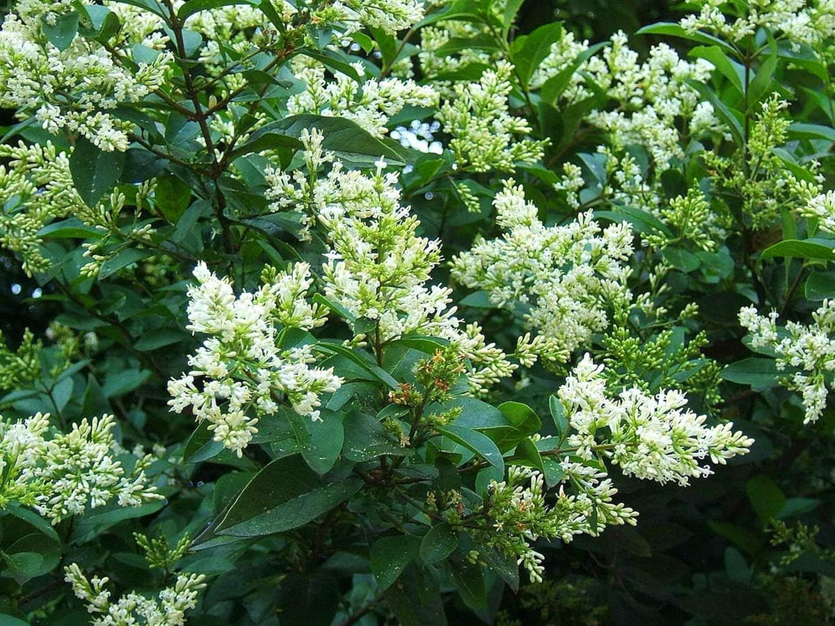 Ligustrum Curled Leaf Privet | 10 Live Plants | Ligustrum Japonicum 'Recurvifolium' | Ornamental Shrub | Privacy Hedge Plants