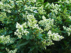 Ligustrum Curled Leaf Privet | 20 Live Plants | Ligustrum Japonicum 'Recurvifolium' | Ornamental Shrub | Privacy Hedge Plants