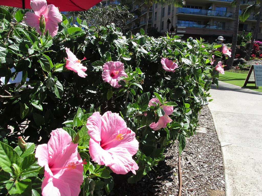 Pink Hibiscus. rosa-sinensis. Live Plant - Tropical Blooming Hibiscus, Pretty Flowers, Used in Tea and Juice (4 Pink Hibiscus sacs)