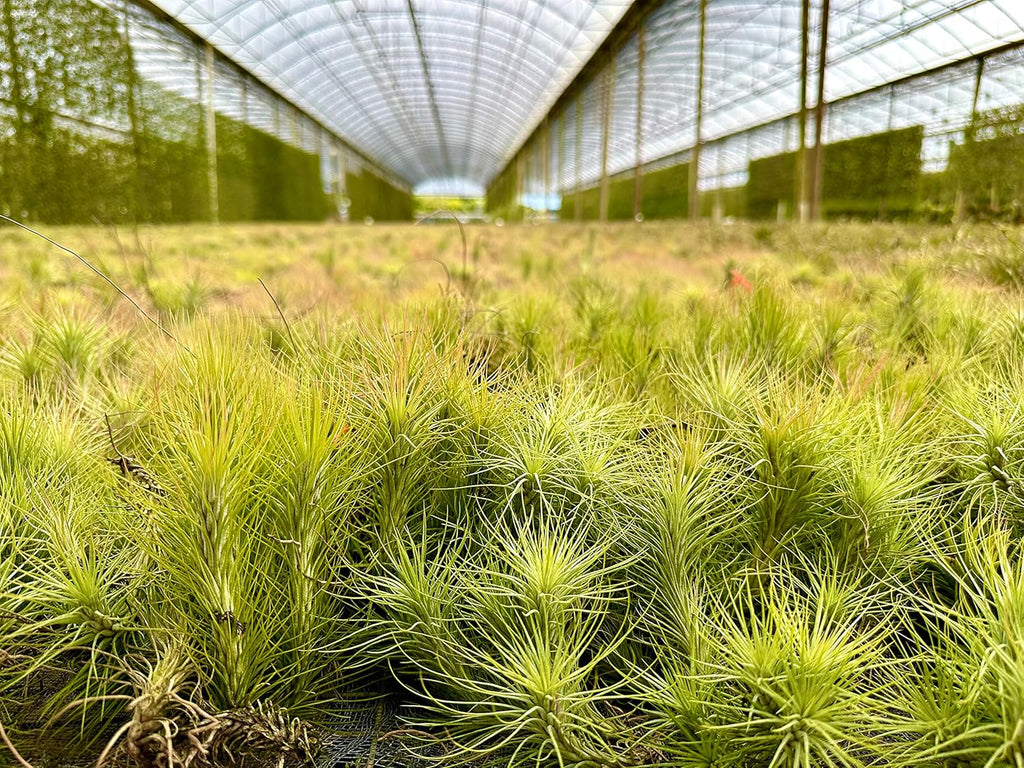 ragnaroc Air Plants - Tillandsia Funckiana, Large 5" - 2ct - Live Arrival Guaranteed - House Plants for Home Decor & Gift