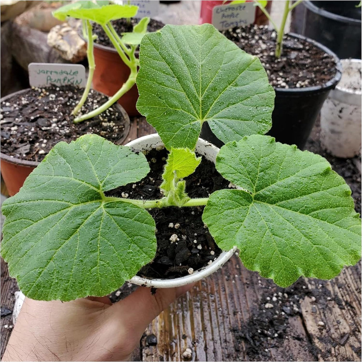 Seed Needs Spooky Blend Pumpkin Seeds - 30 Heirloom Seeds for Planting (Lumina White, Jack O Lantern, Baby Boo, Blue Jarrahdale, Cinderella & More!) Non-GMO & Untreated (1 Small Pack)
