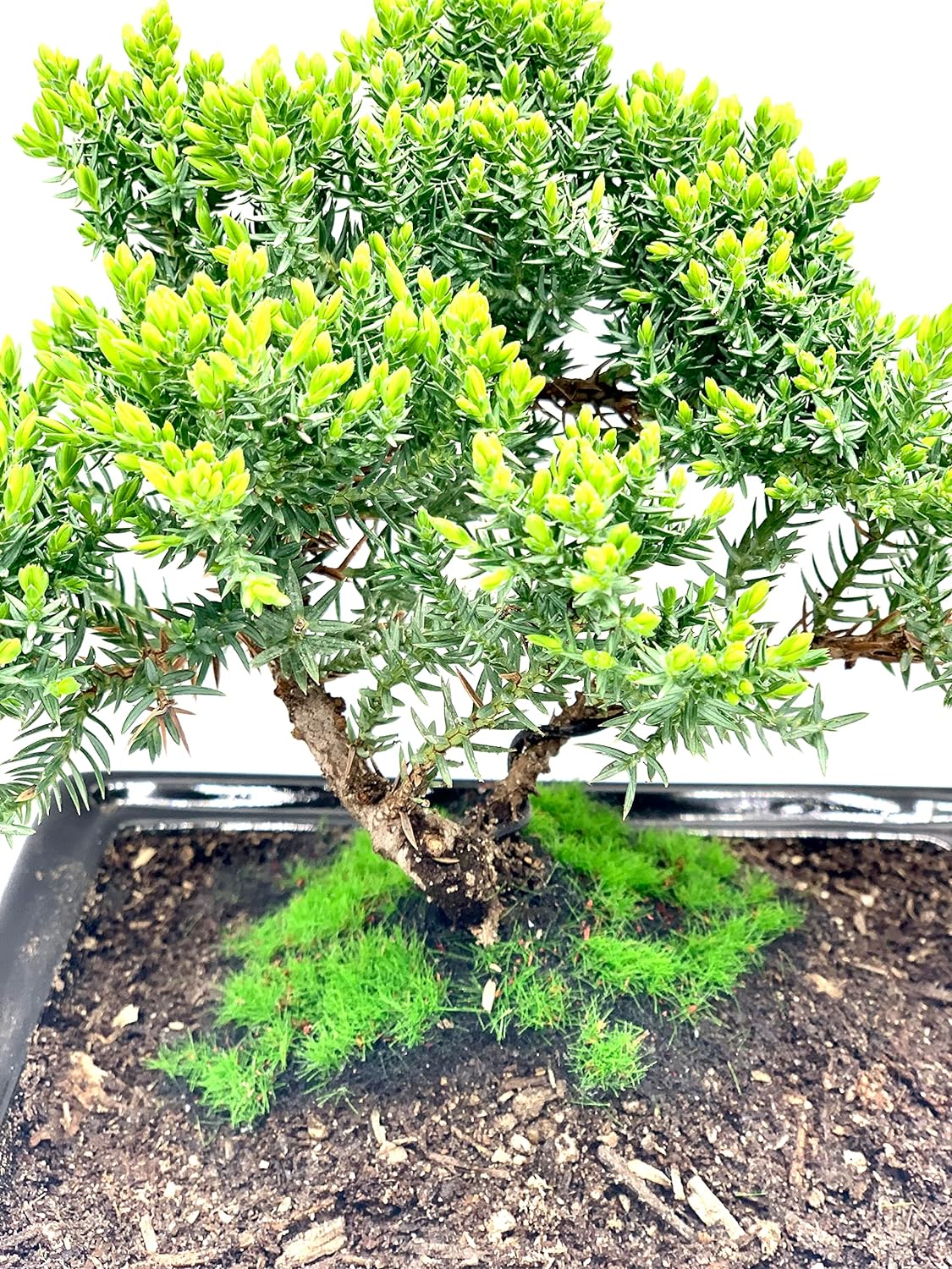 Live Dwarf Juniper Bonsai Tree About 6 Years Old with Cute Ceramic Fisherman | Juniper Bonsai Tree | Indoor/Outdoor | 100% Handcrafted| Home and Office Décor | Best Gift for Holiday
