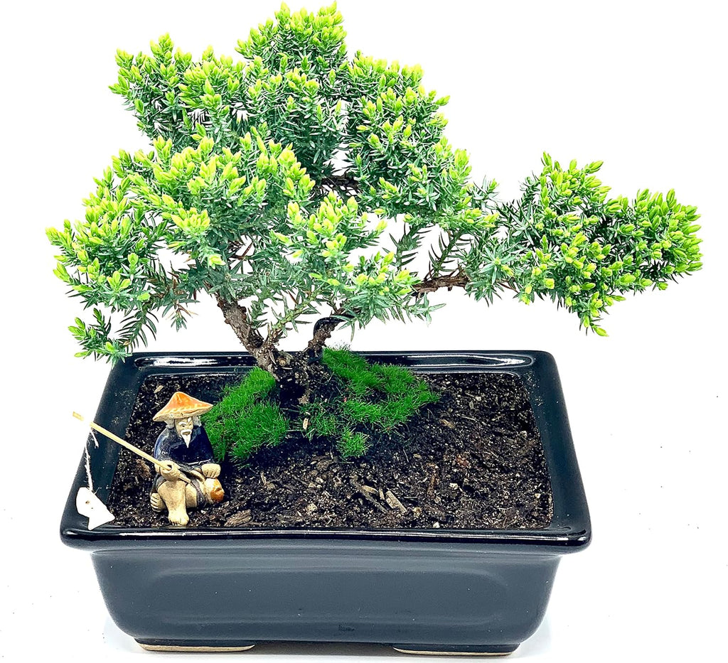 Live Dwarf Juniper Bonsai Tree About 6 Years Old with Cute Ceramic Fisherman | Juniper Bonsai Tree | Indoor/Outdoor | 100% Handcrafted| Home and Office Décor | Best Gift for Holiday