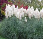 Outsidepride White Pampas Grass Seeds – 1,000 Pcs. Perennial, Drought-Tolerant Ornamental Grass for Large Garden Borders, Privacy Landscaping, Xeriscaping, and Low-Maintenance Outdoor Spaces