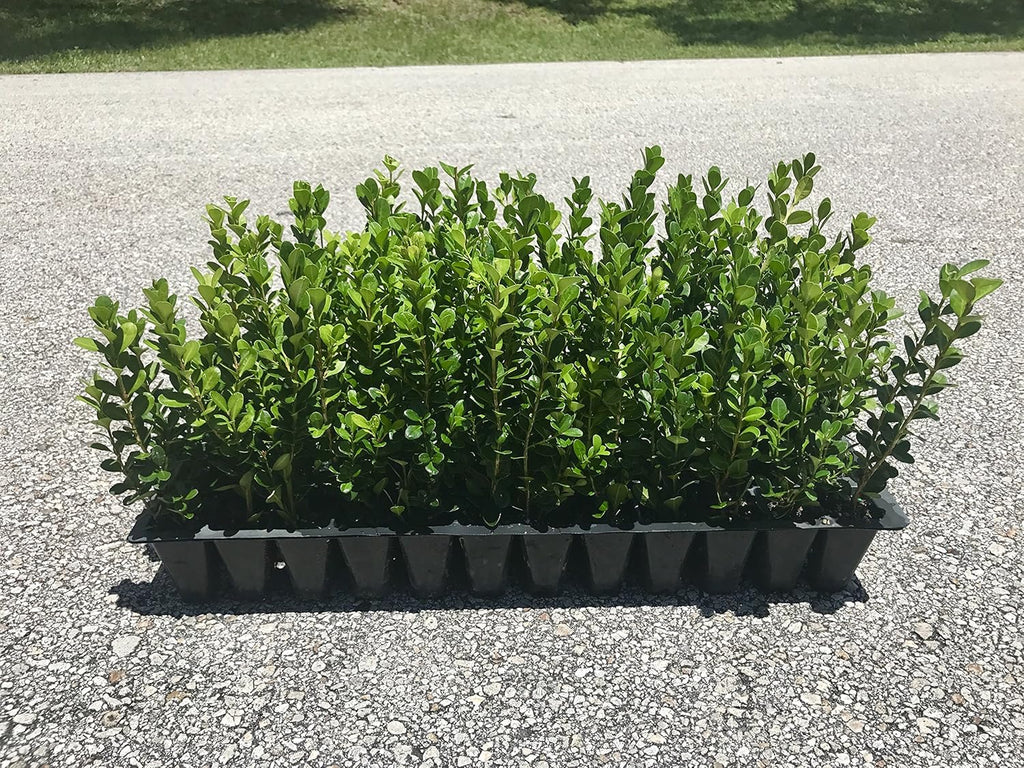 Winter Gem Boxwood - 15 Live Plants - Low Maintenance Formal Evergreen Hedge