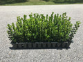 Winter Gem Boxwood - 15 Live Plants - Low Maintenance Formal Evergreen Hedge