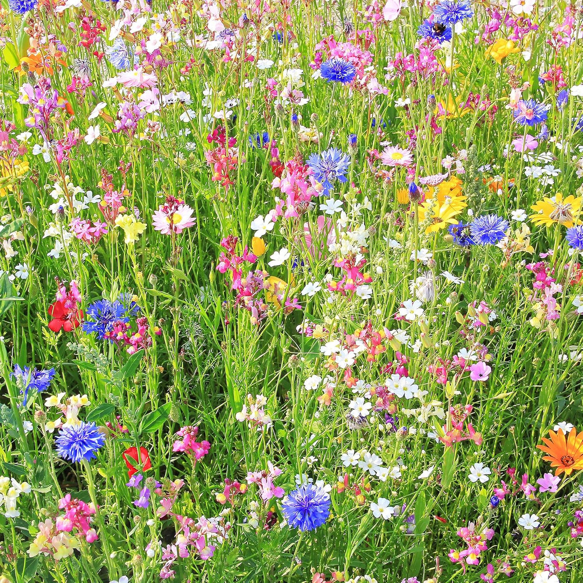 Southwestern Wildflower Seeds Bulk – 1/4 lb, 160,000+ Seeds – Native Desert Flower Mix – Annual & Perennial Wildflower Seed for Pollinators and Dry Climates