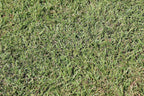 Centipede Grass Seed for a Dense Green Lawn, NO Mulch, 1 lb Coated Seeds, Sun and Moderate Shade Tolerant Lawn Seeding and Turf Patch Repair, Southern Southeast US, Low Fertilizer Low Maintenance