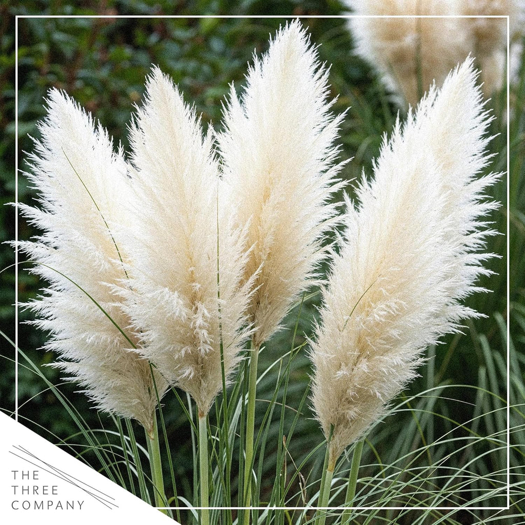 Ornamental Assorted Pink and White Grass (2 Plants Per Pack) - Live Decorative Plant - 12" Tall by 6" Wide in 1.5 Qt Pot