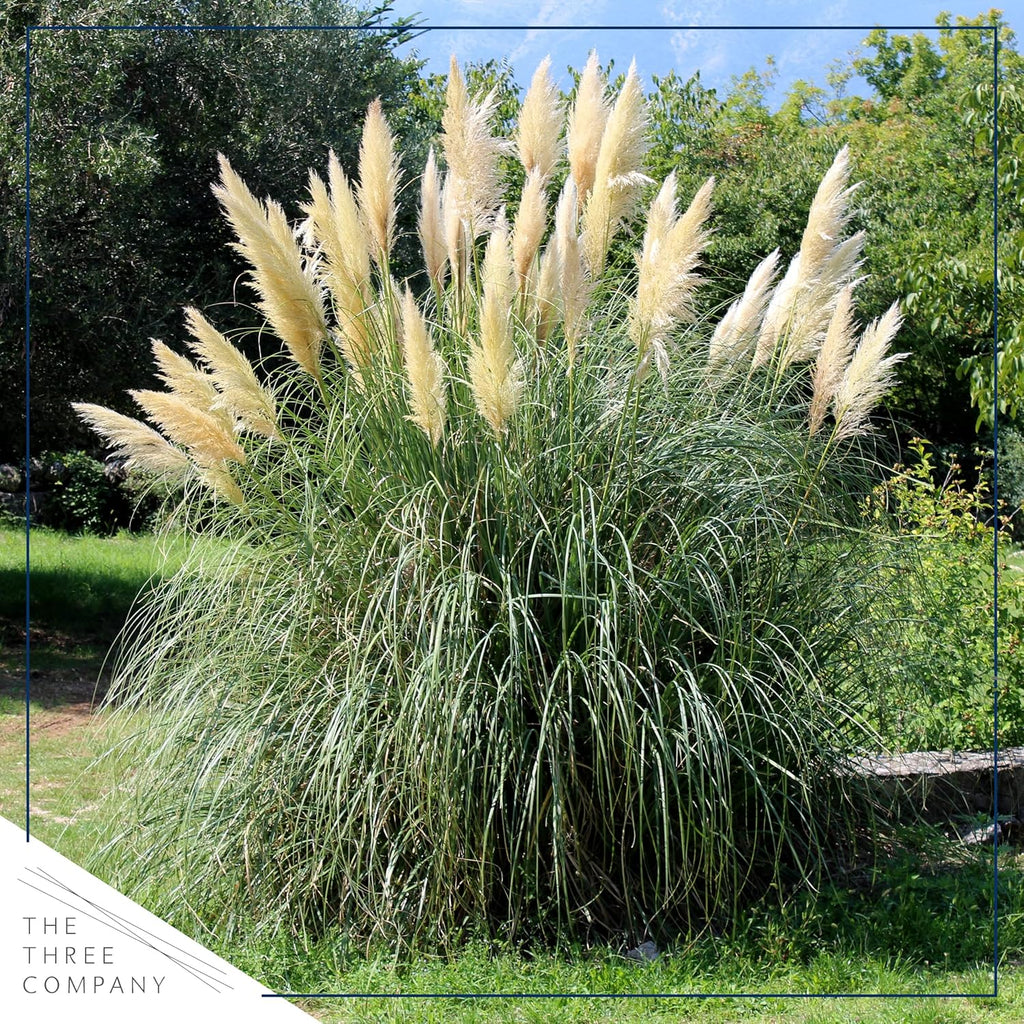 Live White Pampas Grass (Cortaderia selloana) - Showy Perennial Accent Plant - 12" Tall by 6" Wide in 1.5 Qt Pot