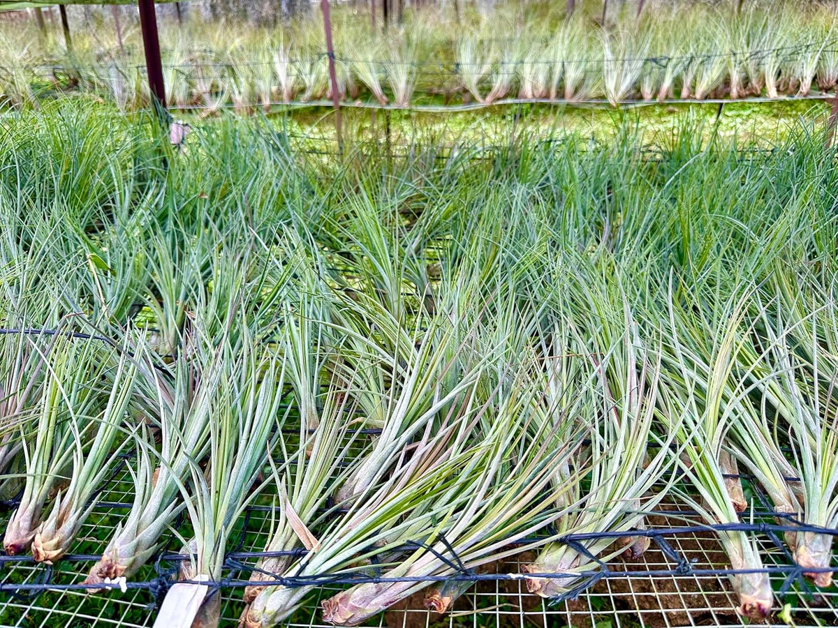 ragnaroc Air Plants - Tillandsia Juncea, Jumbo 8-12" - 5ct - Live Arrival Guaranteed - House Plants for Home Decor & Gift