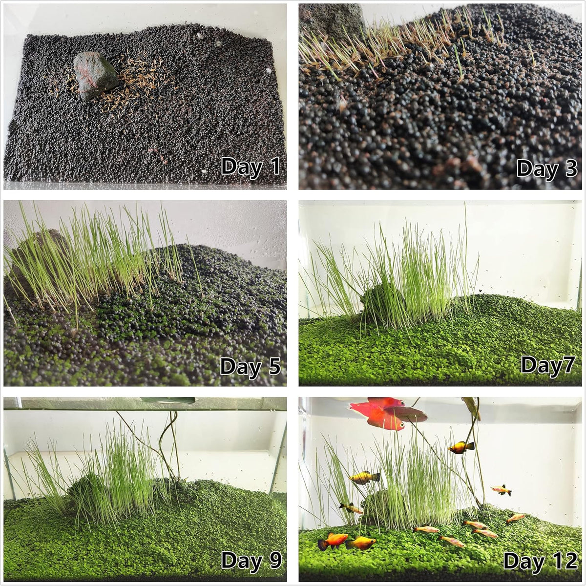 4 Bags Aquarium Plant S.e.e.ds, not Artificial Plastic Plant, Fish Tank Live Grass for All Substrate (0.36ozTiny+0.36oz Long+0.36oz Short+0.36oz Big Dual) ZQV-010