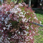 Pink Jasmine Vine - Jasminum Polyanthum - Fragrant & Blooming, Perfect for Indoor/Outdoor Decor (4 Pink jas sacs)