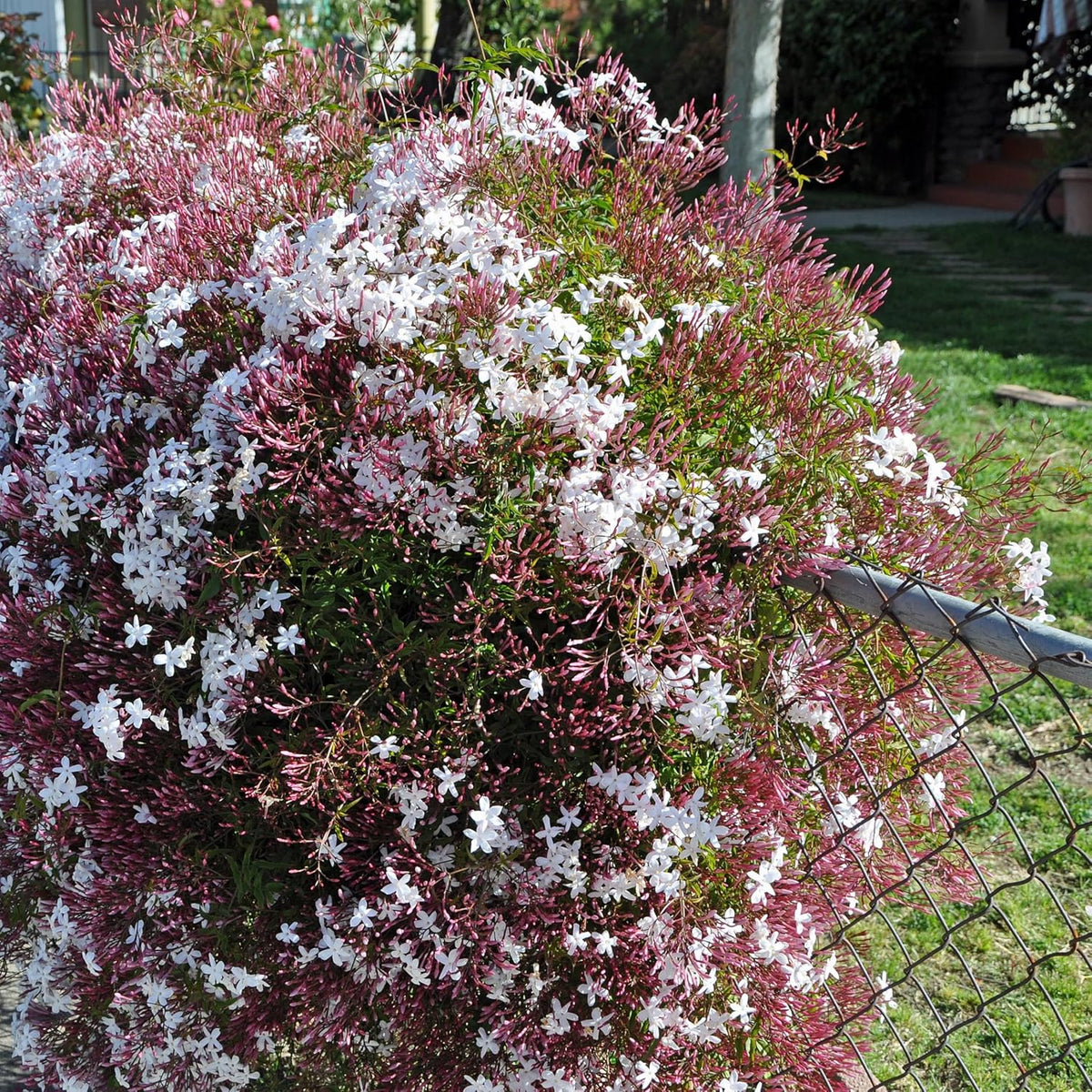 Pink Jasmine Vine - Jasminum Polyanthum - Fragrant & Blooming, Perfect for Indoor/Outdoor Decor (2 Pink jas sacs)